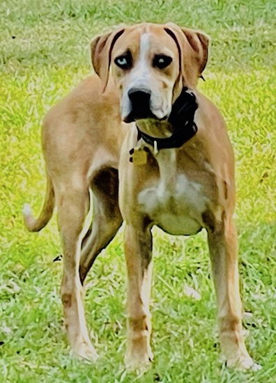 A tall tan dog with white markings, wide, thick ears that hang to the sides and a big black nose standing in grass