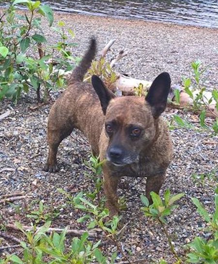 A short legged, low to the ground brown brindle, thick-bodied dog with large ears that stand up and a long tail at the beach