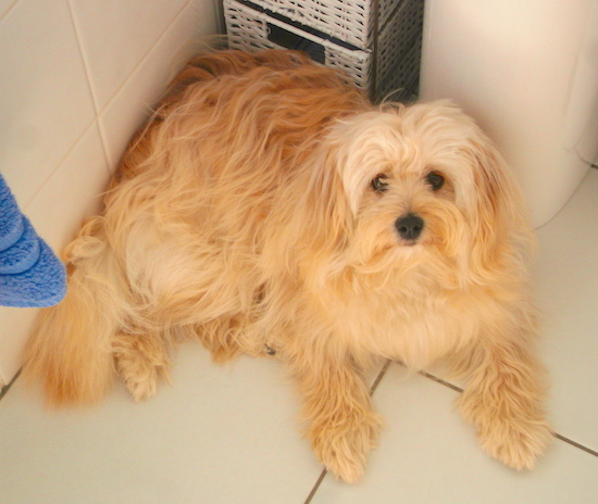 A fawn colored dog with a very long thick coat, a black nose and wide black eyes that are partly covered in hair laying down on a white tiled floor