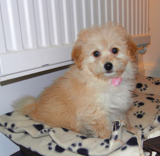 A little fawn and cream colored fluffy-soft little puppy with wide round black eyes and a black nose sitting down on a dog bed