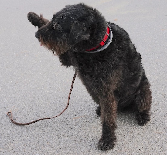 A shaggy large black dog with one paw up in the air wearing a red collar sitting down