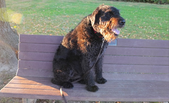 A large dog with a shaggy coat and a long beard under her chin sitting down on a park bench