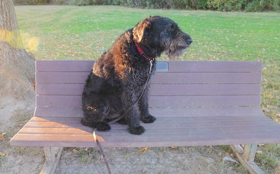 A big wavy-coated black dog with a brown tint and gray highlights sitting down on a park bench