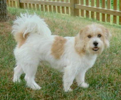 A thick-coated, soft, white dog with a tan head and two tan patches and a tail that curls up over his back standing outside in grass