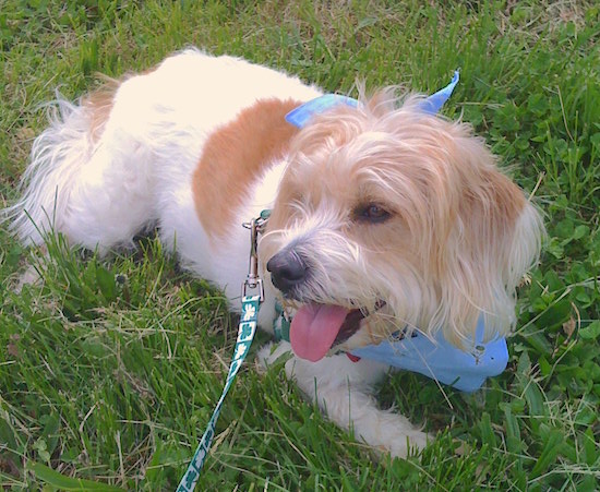 A soft looking white and fawn and tan dog with longer hair hanging from his head laying down in grass