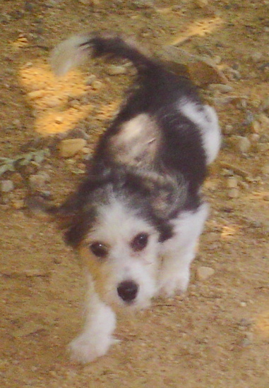A little soft-coated white and black wide-eyed, dog with a wagging tail walking in dirt