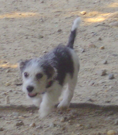 A little wiry-looking, tricolor puppy with a white and tan face, a black nose and black lips walking across a dirt gravel surface