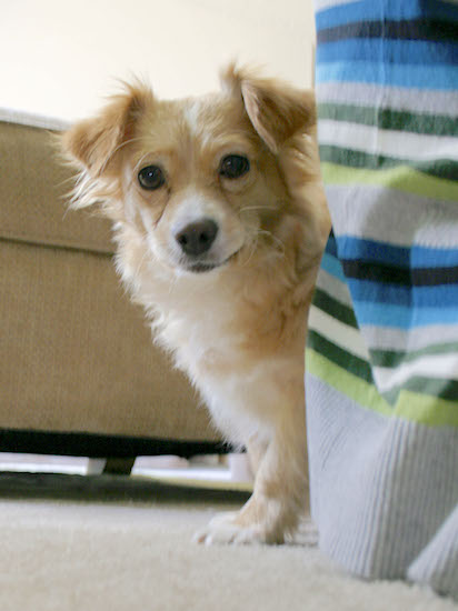 A little fluffy, thick-coated fawn and white dog peering around the corner inside a living room