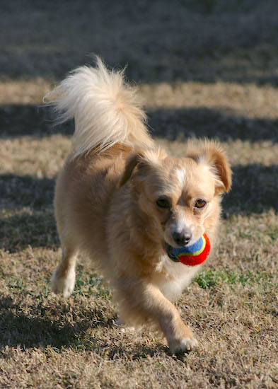A small dog with golden color fur and a tail that folds over his back with long fringe hair coming from it trotting with a tennis ball in his mouth
