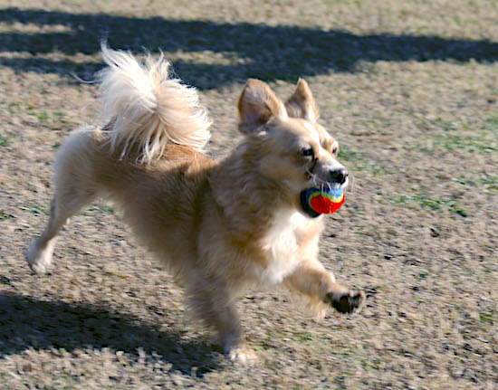 A small tan and cream colored dog running with a tennis ball in his mouth