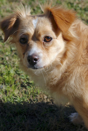 A little tan dog with small, v-shaped ears that fold over to the front, brown eyes and a brown nose standing outside in grass