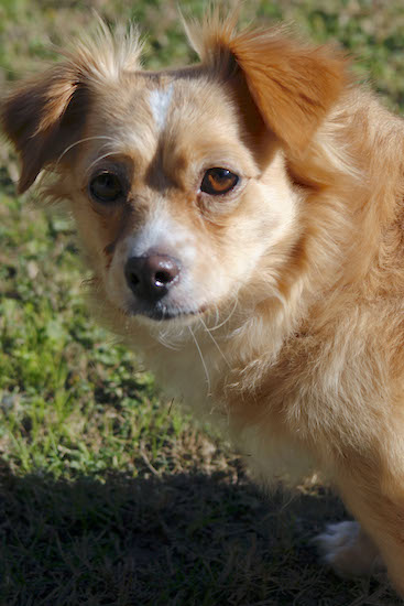 Golden Chi Retriever Breed Information and Pictures