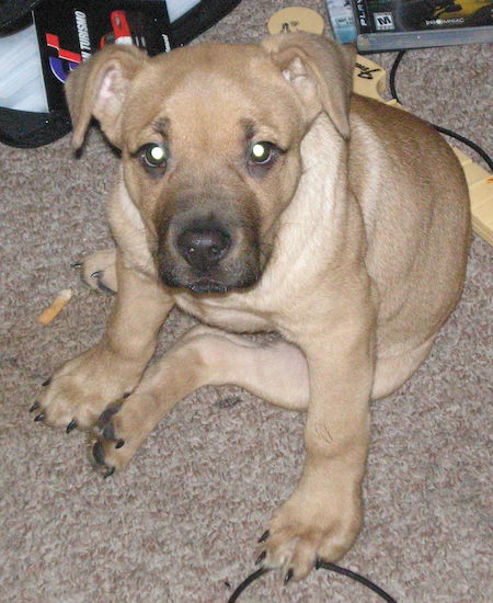 A large breed, thick-bodied puppy with ears that fold down to the sides and a pot belly sitting down