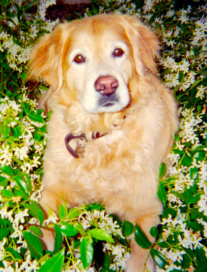 A golden colored wavy-coated dog with soft ears that hang to the sides laying down in the middle of a patch of jasmine flowers