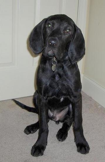 A large breed black puppy with long hound-looking ears, a long tail, dark eyes and a black nose sitting down