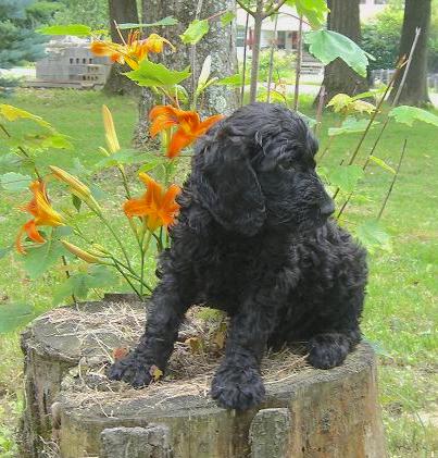 A soft, shiny, wavy coated black puppy with dark eyes and large hanging ears sitting on a tree stump looking to the right