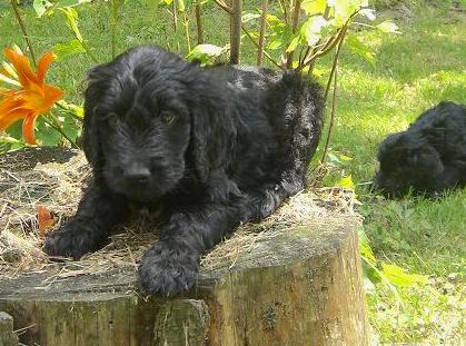 A wavy-coated black puppy laying down on top of a tree stump next to orange daylily flowers and a second puppy in the grass behind her