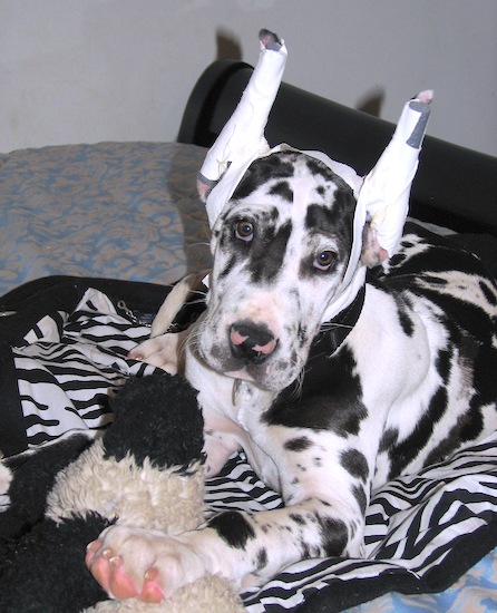 A white and black patterned large breed dog with big pointy ears that are taped to stand up erect.