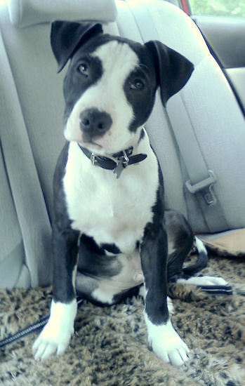 A black and white large breed puppy with black ears and body and a white chest, paws and snout and a big black nose sitting down in a car