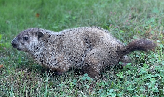 A gray with lighteter gray highlights and a short fluffy tail with small ears and small black eyes in grass