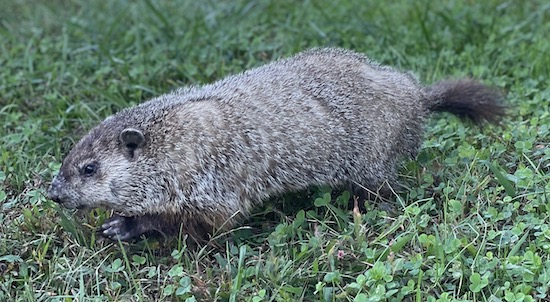 A plump low to the ground, gray animal with a darker gray tail walking through the grass