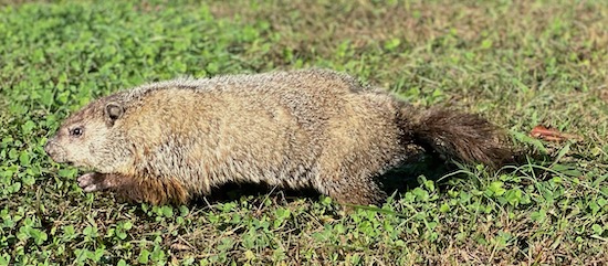 A gray-brown short-legged animal with a long pointy face, dark eyes and small ears with a black tail walking in grass