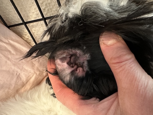 The left ear of a dog after the hair was removed