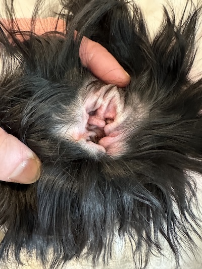 The inside of a dog's ear after hair was removed