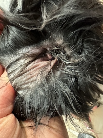 The left ear of a dog before the hair was removed