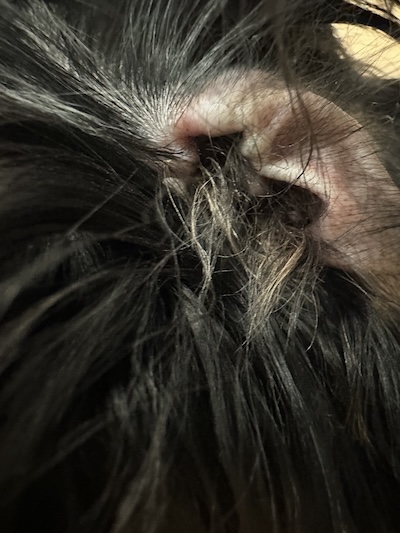 The ear of a small dog with a lot of hair growing out of it