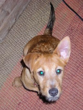 A small tan dog with one ear standing up and one ear folded over to the front with longer hair on his chin sitting down looking up