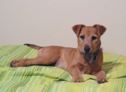 A fawn little dog with v-shaped ears that fold over to the front, dark eyes and a black nose laying down on a green blanket