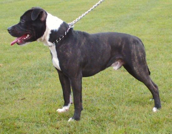 Side view of a dark brown brindle and white lartge breed dog standing in grass with his pink tongue showing