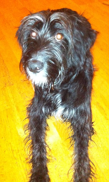 A longhaired black dog with a white tipped snout and ears that hang to the sides laying down