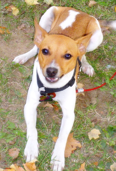 An orange-fawn and white colored dog with ears that are slightly pinned back, dark eyes and a black nose laying down in dirt and grass