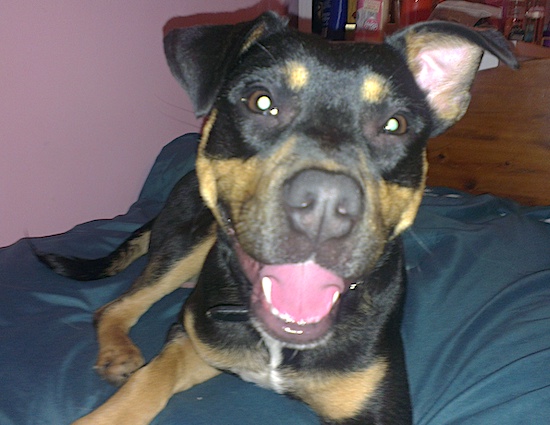 A black and tan dog with a head that is larger than his body, rose ears, a gray nose, and dark brown eyes laying down