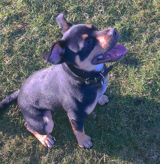 A small black and tan dog with a white patch on his chest and neck, ears that fold over at the tips and slanty eyes sitting down in grass