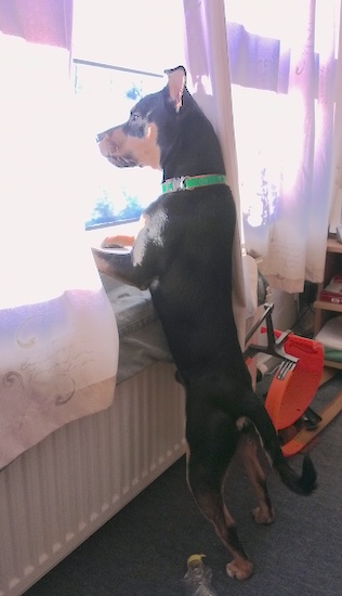A little black and tan dog wearing a green collar jumped up looking out a sunny window