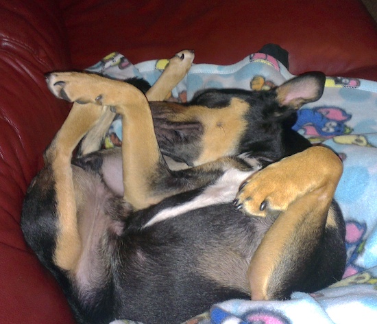 A small black and tan dog with white on his chest sleeping belly-up with this legs in the air on a brown rust red colored couch