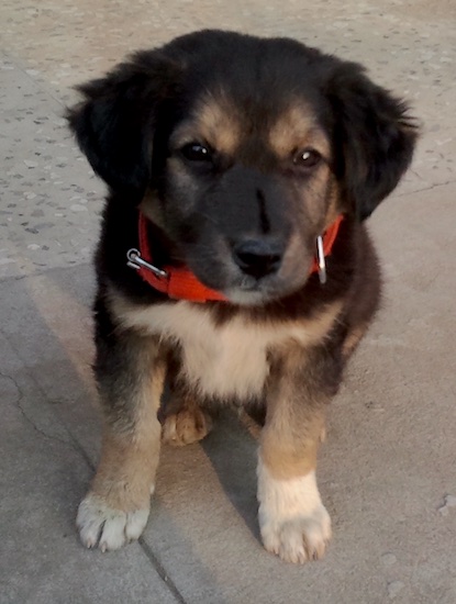A little black and tan puppy wiht white on his chest and paws sitting down