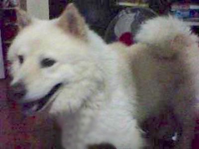 A thick-coated white dog with small ears that stand up to a point, a black tongue, a dark nose and a tail that curls up across his back standing