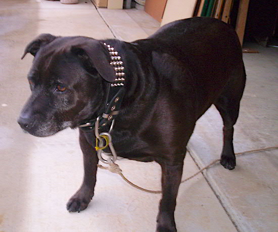 A stocky, muscular dog with a wide chest, thick neck and big head with ears that fold at the sides standing