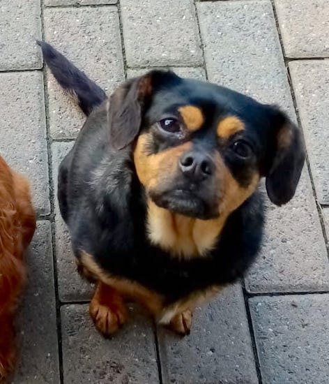 A black and tan dog with tan patches over each eye sitting down outside