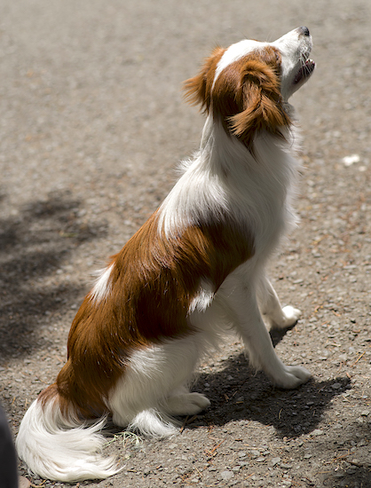 A white dog with red patches and a long fluffy tail sitting down in dry dirt