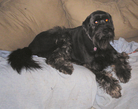 A doodle looking, long haired black dog with a long beard and longer hair on her legs and tail laying on a couch