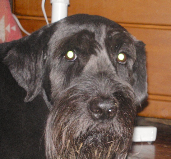 A black dog with long hair growing from her snout, ears that hang to the sides and wide round eyes in front of a dresser