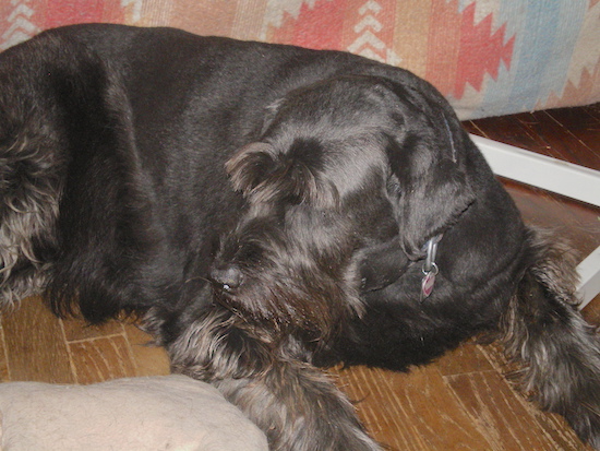 A shiny-coated black dog with longer hair above each eye, under her chin, on her legs and under belly laying down