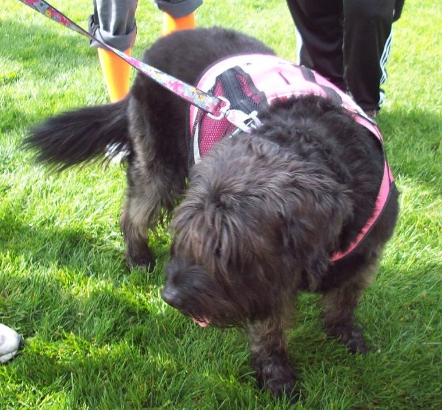 A large breed, long coated black dog wearing a pink harness standing out in grass surrounded by people