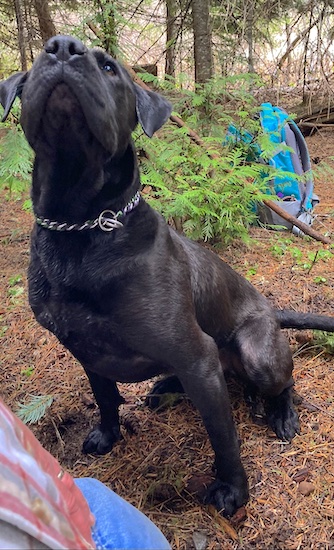 A large breed black dog with a muscular body sitting down in the woods