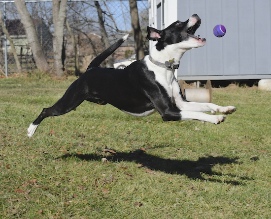 A black and white dog with all four paws off the ground jumping up to catch a purple ball
